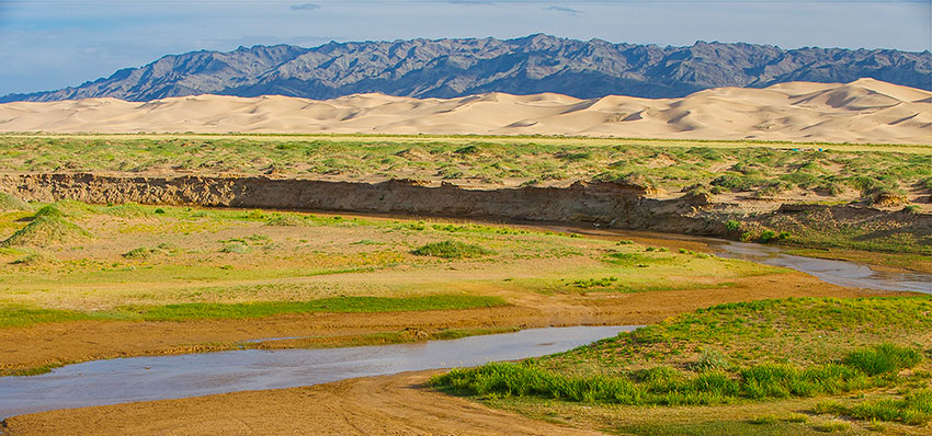 CHAMEAUX DANS LE GOBI 